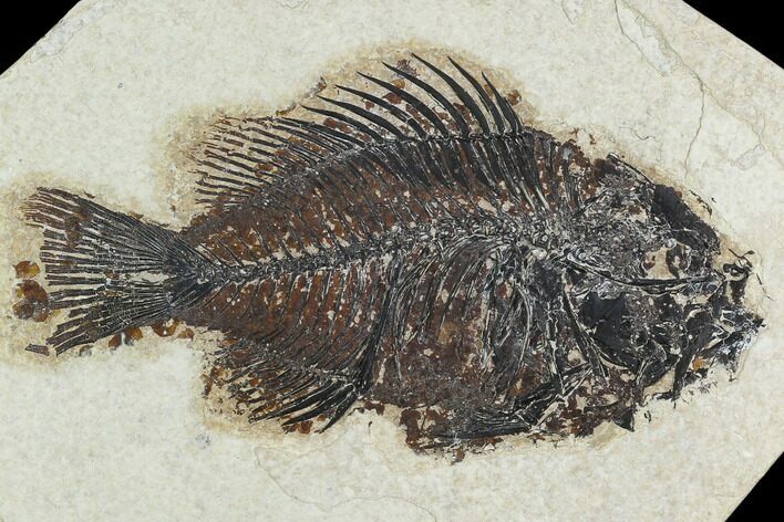 Fossil Fish (Cockerellites) - Green River Formation #129678